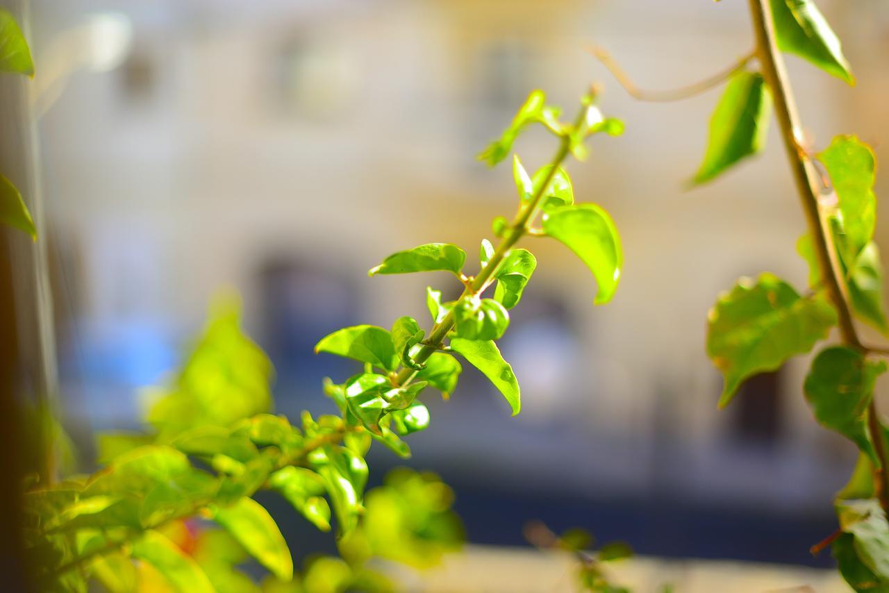 The Burrow Guest House Tarxien Buitenkant foto